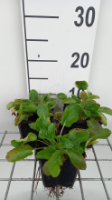 Planten Eryngium planum   pot 9x9 cm  
