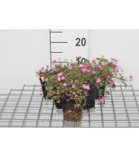 Planten Erodium x variabile 'Bishop's Form'   pot 9x9 cm  