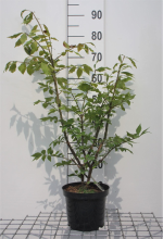Planten Euonymus alatus   pot   30 40 cm