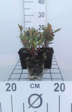 Planten Euphorbia amygdaloides 'Purpurea'   pot 9x9 cm  