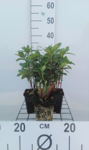 Planten Euphorbia amygdaloides var. Robbiae   pot 9x9 cm  