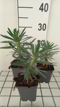 Planten Euphorbia characias 'Black Pearl'   pot 9x9 cm