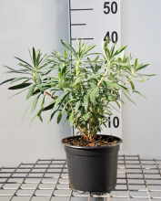 Planten Euphorbia characias subsp. Wulfenii   pot 2L  