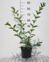 Planten Euonymus europaeus 'Red Cascade'   pot   50 60 cm