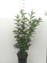 Planten Euonymus europaeus 'Red Cascade'   pot 12L   100 125 cm