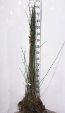 Planten Euonymus europaeus   blote wortel   90 120 cm