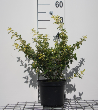 Planten Euonymus fortunei 'Interbolwi' (Blondy)   pot   20 30 cm