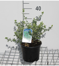 Planten Euonymus fortunei 'Emerald Gaiety'   pot   20 30 cm