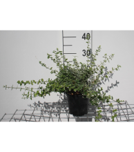 Planten Euonymus fortunei 'Emerald Gaiety'   pot 1,3L   15 20 cm  