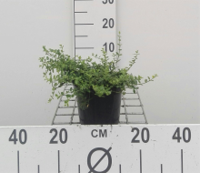 Planten Euonymus fortunei 'Minimus'   pot   15 20 cm