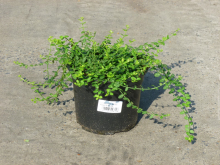 Planten Euonymus fortunei 'Minimus'   pot   20 25 cm  