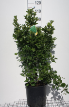Planten Euonymus japonicus   pot 10L   60 80 cm