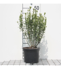 Planten Euonymus japonicus 'Microphyllus Albovariegatus'   pot   20 30 cm