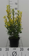 Planten Euonymus japonicus 'Ovatus Aureus'   pot   20 30 cm