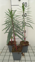 Planten Euphorbia lathyris   pot 9x9 cm