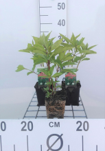 Planten Eupatorium maculatum 'Atropurpureum'   pot 9x9 cm