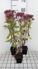 Planten Eupatorium maculatum 'Purple Bush'   pot 9x9 cm  