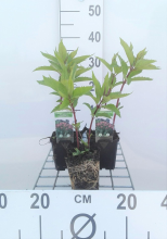 Planten Eupatorium maculatum 'Riesenschirm'   pot 9x9 cm