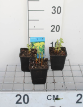 Planten Euphorbia palustris   pot 9x9 cm