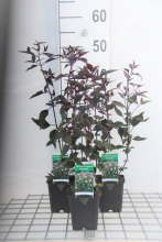 Planten Eupatorium rugosum 'Chocolate'   pot 9x9 cm  