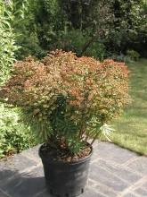 Planten Euphorbia 'Charam' (Redwing)   pot 9x9 cm