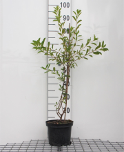 Planten Exochorda racemosa 'Niagara'   pot 3L   25 30 cm  