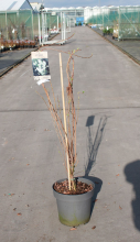 Planten Exochorda 'The Bride'   pot 12L   100 125 cm