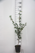 Planten Fagus sylvatica   pot   80 100 cm  