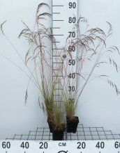 Planten Festuca amethystina   pot 9x9 cm