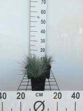 Planten Festuca glauca   pot 9x9 cm  