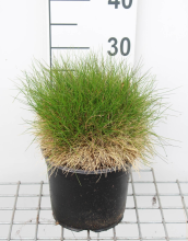 Planten Festuca gautieri 'Pic Carlit'   pot 3L