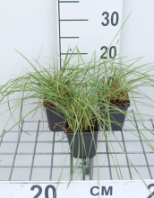 Planten Festuca mairei   pot 9x9 cm  