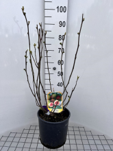 Planten Ficus carica   pot 10L   50 60 cm  