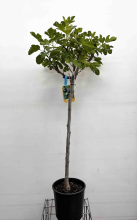 Planten Ficus carica   pot 15L   halfstam boom   stamomtrek 8 10 cm