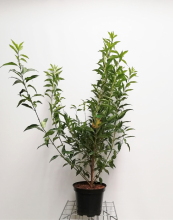 Planten Forsythia x intermedia 'Lynwood'   pot 10L   80 100 cm