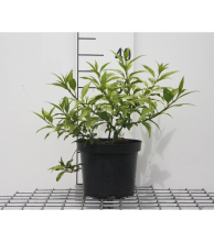 Planten Forsythia 'Courtasol' (Gold Tide, Marée d'Or)   pot   25 30 cm