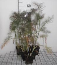 Planten Foeniculum vulgare 'Giant Bronze'   pot 9x9 cm (Venkel 'Bronzen Bladvenkel' / 'Giant Bronze')  