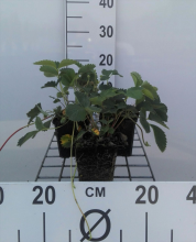 Planten Fragaria 'Frel' (Pink Panda)   pot 9x9 cm