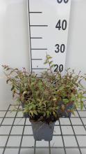 Planten Fuchsia magellanica 'Tricolor'   pot 9x9 cm