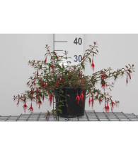 Planten Fuchsia 'Riccartonii'   pot   30 40 cm  