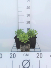 Planten Gaillardia aristata 'Arizona Sun'   pot 9x9 cm  