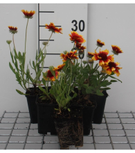 Planten Gaillardia 'Bremen'   pot 9x9 cm