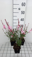 Planten Gaura lindheimeri 'Gauchebra' (Cherry Brandy)   pot 9x9 cm  