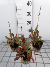 Planten Gaura lindheimeri   biopot diameter 8 cm