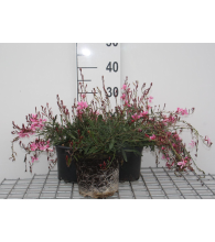 Planten Gaura lindheimeri 'Siskiyou Pink'   pot 2L  