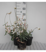Planten Gaura lindheimeri 'Whirling Butterflies'   pot 2L  