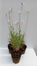 Planten Gaura lindheimeri 'Whirling Butterflies'   Prachtkaars   biopot diameter 8 cm  