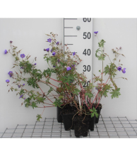 Planten Geranium 'Brookside'   pot 9x9 cm  