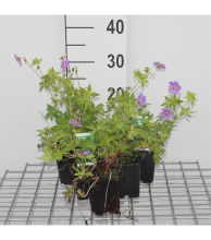 Planten Geranium 'Blogold' (Blue Sunrise)   pot 9x9 cm