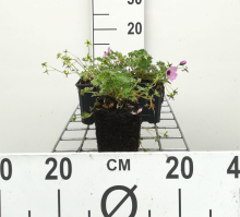 Planten Geranium cinereum 'Ballerina'   pot 9x9 cm  
